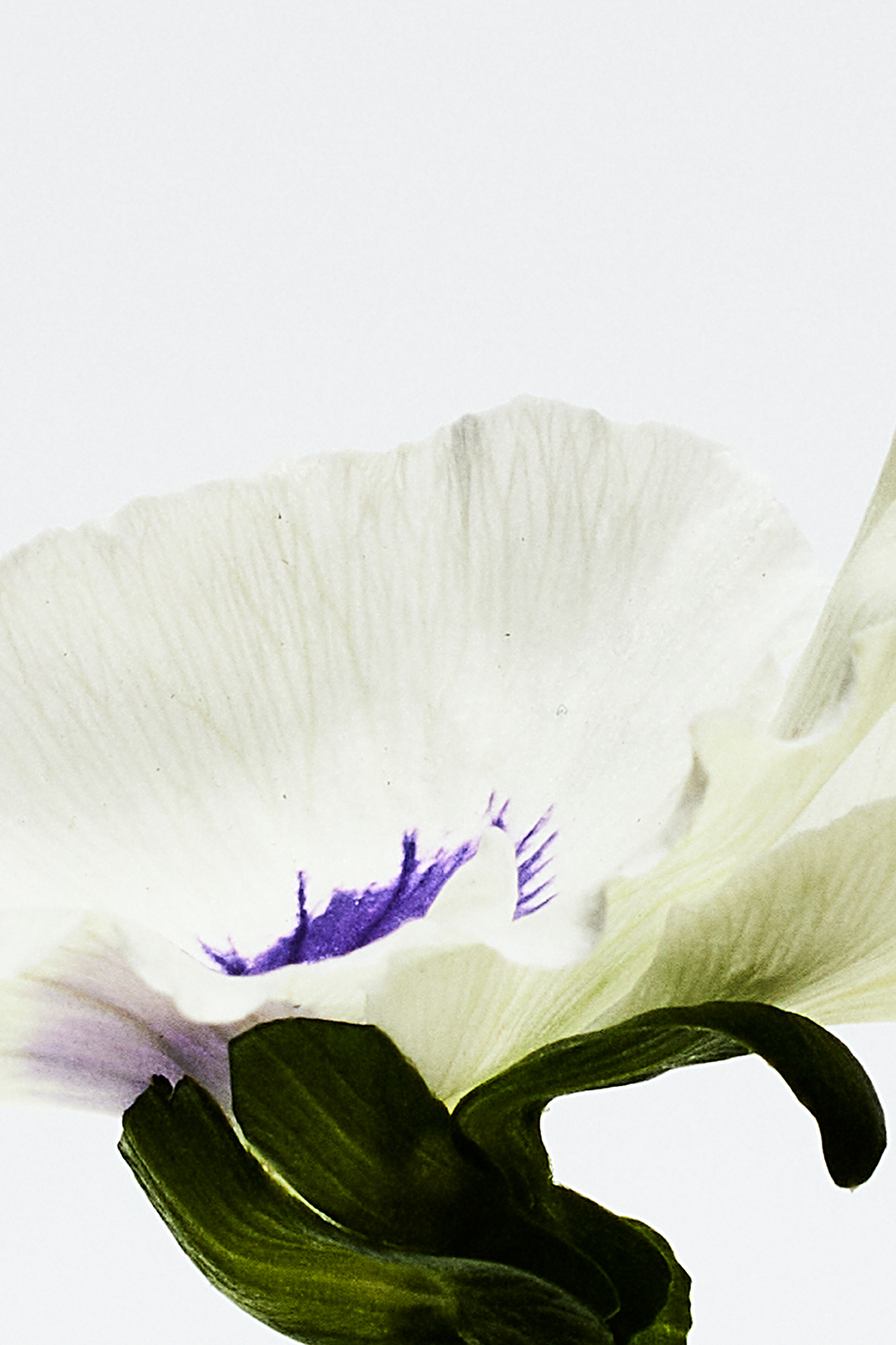 LOEWE Aire Anthesis Eau de Parfum 100 ml