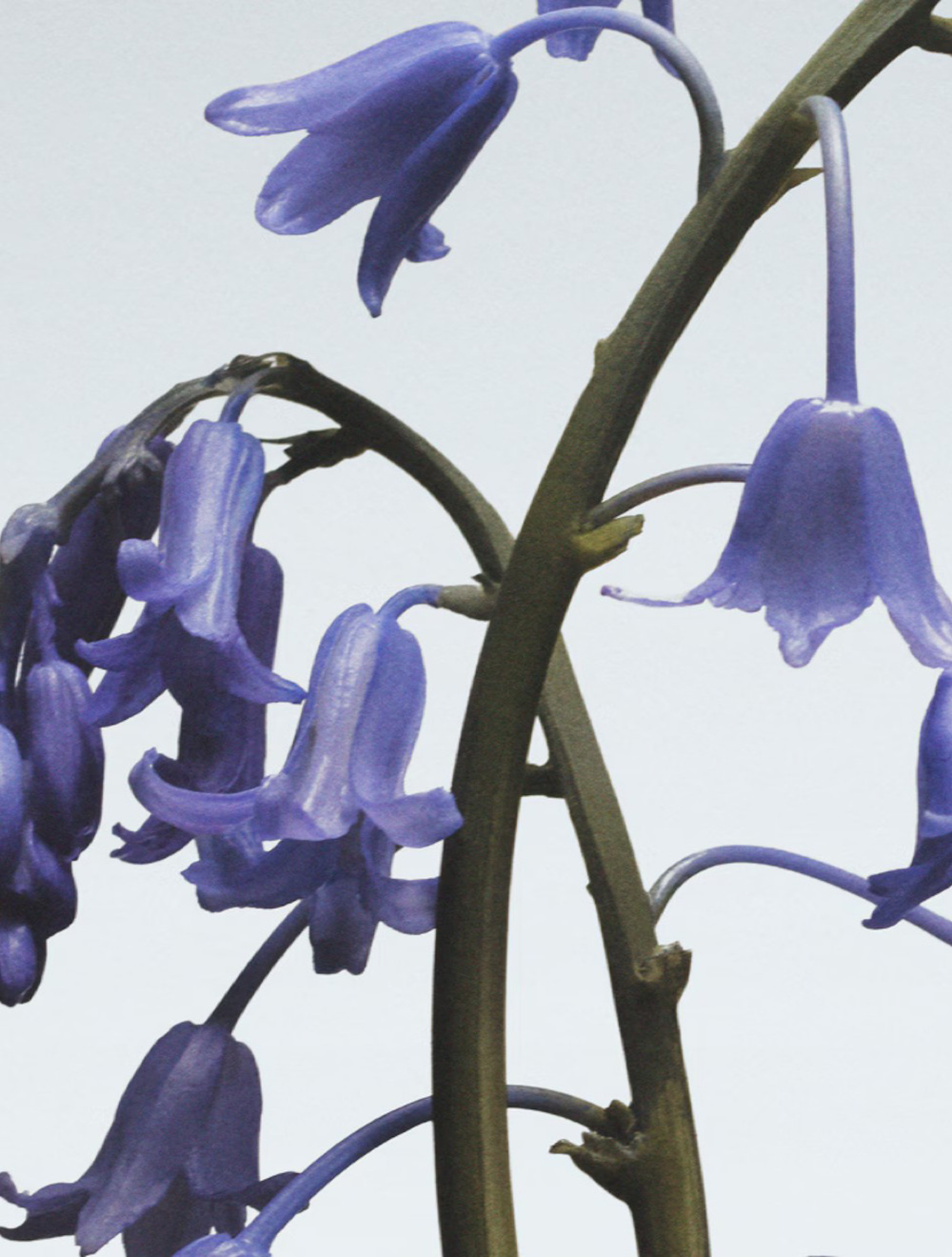 Wild Bluebell Cologne 100 ML