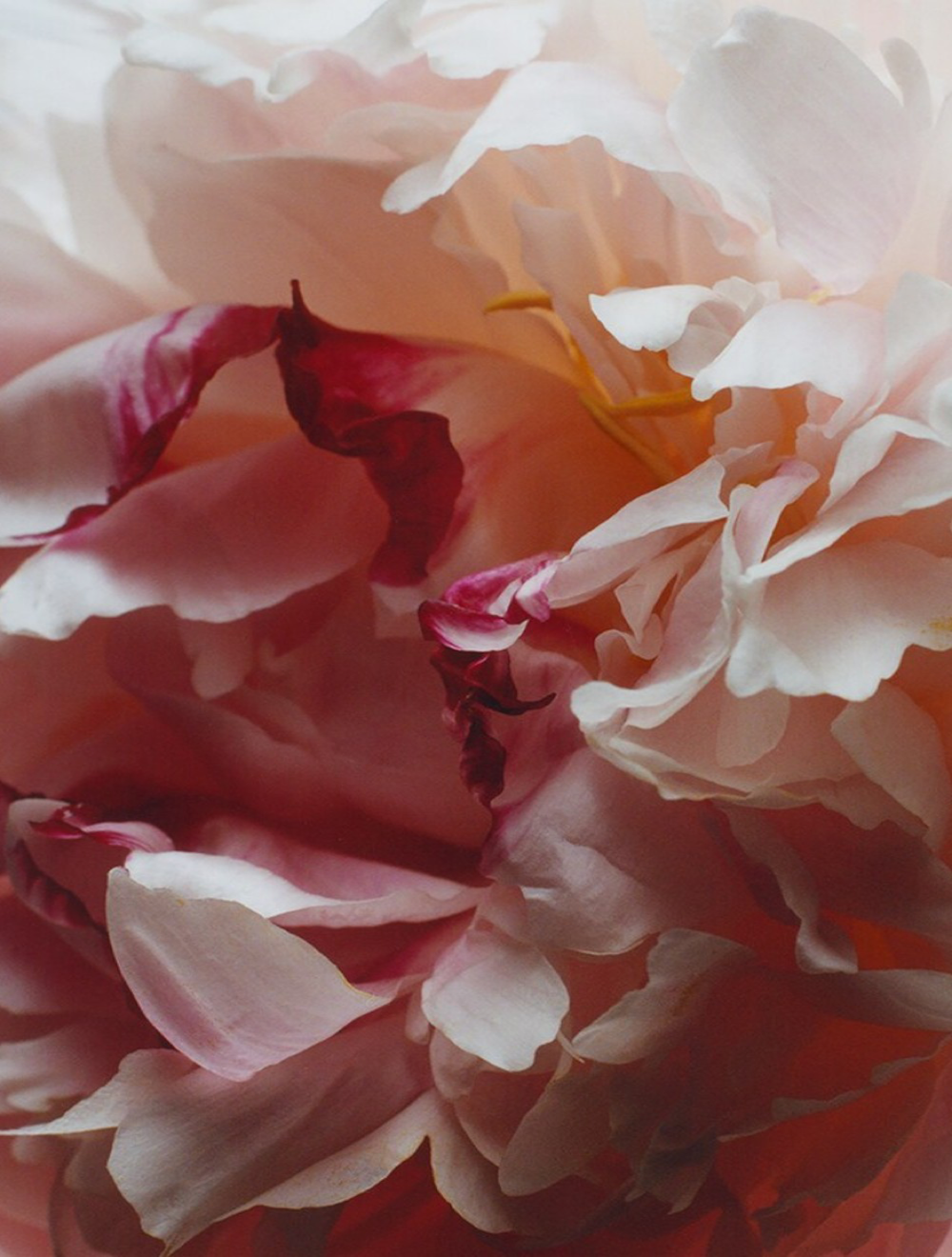 Peony&Blush Suede Cologne 30 ML