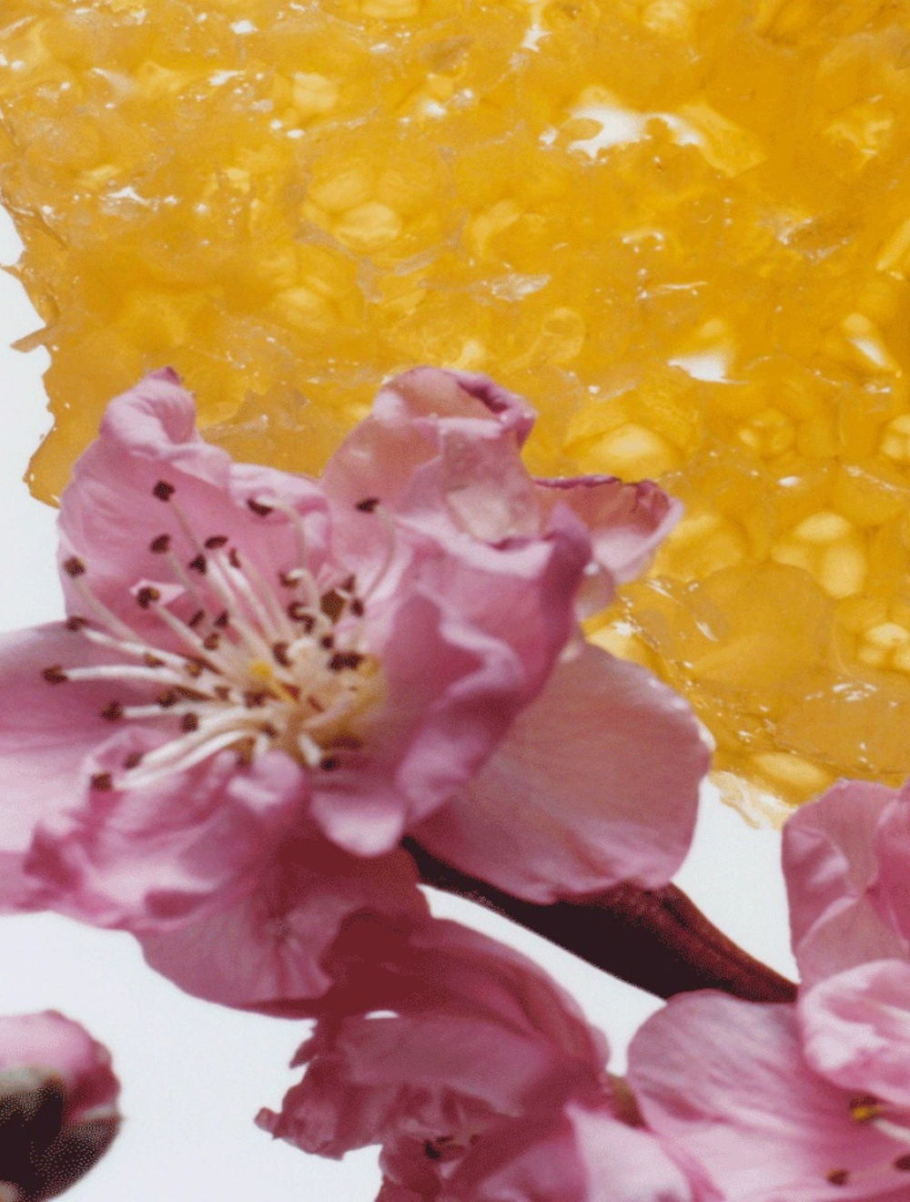 Nectarine Blossom & Honey Cologne 30 ML