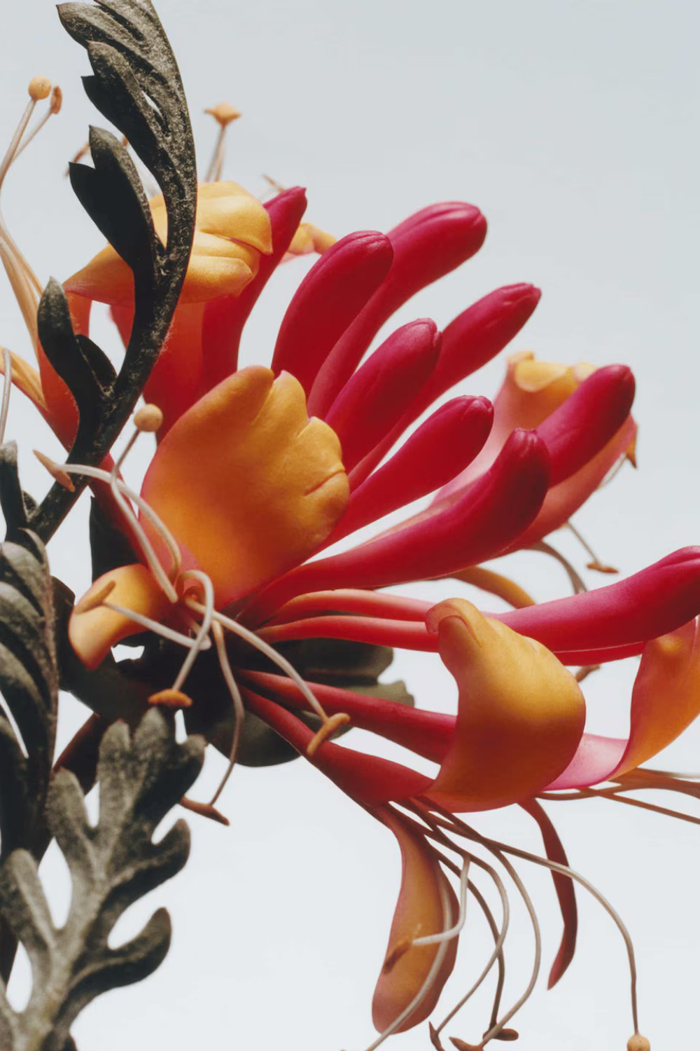 Honeysuckle&Davana Cologne 30 ML