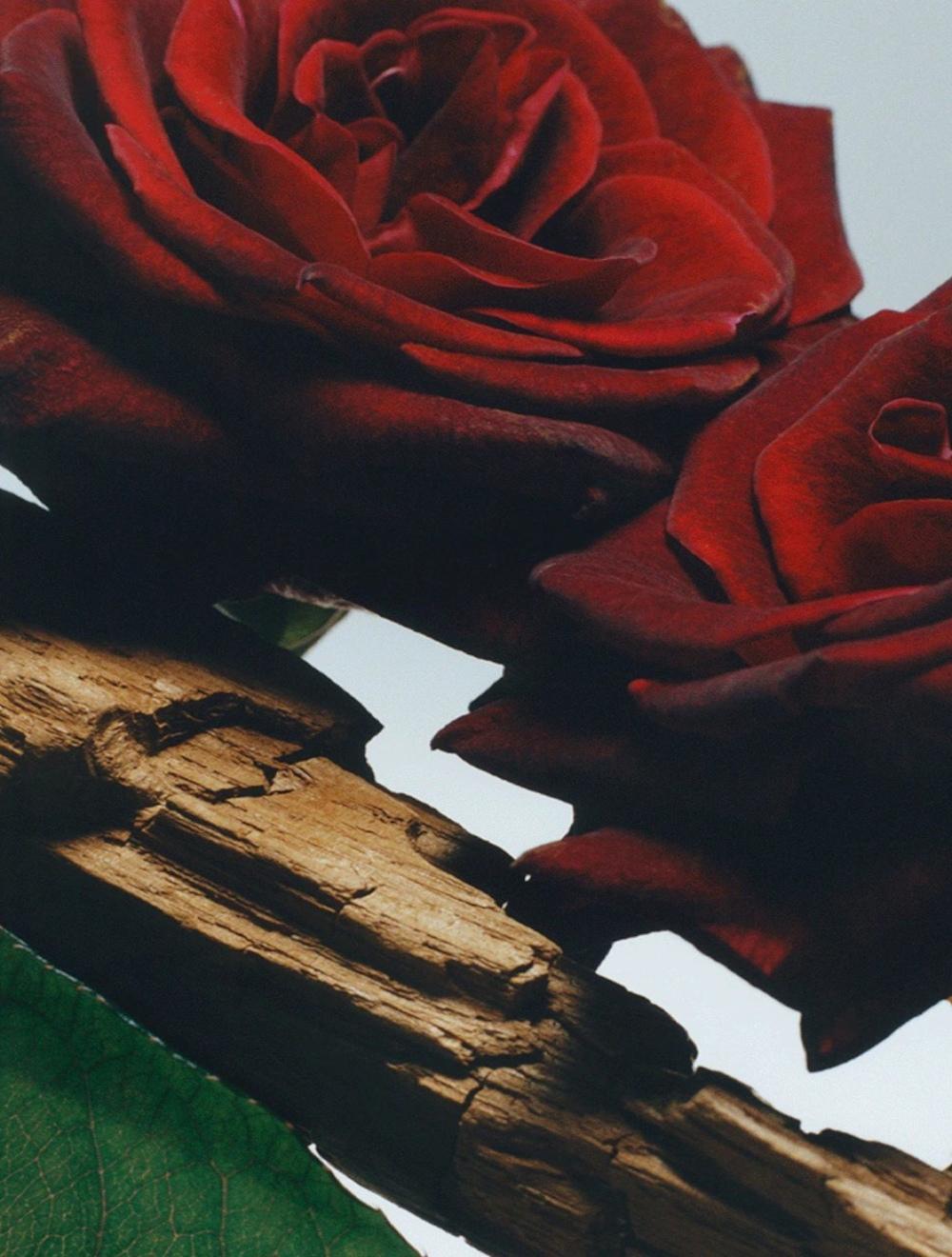 Velvet Rose&Oud Cologne Intense 50 ML