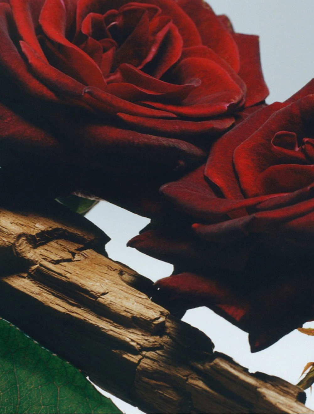 Velvet Rose&Oud Cologne Intense 100 ML