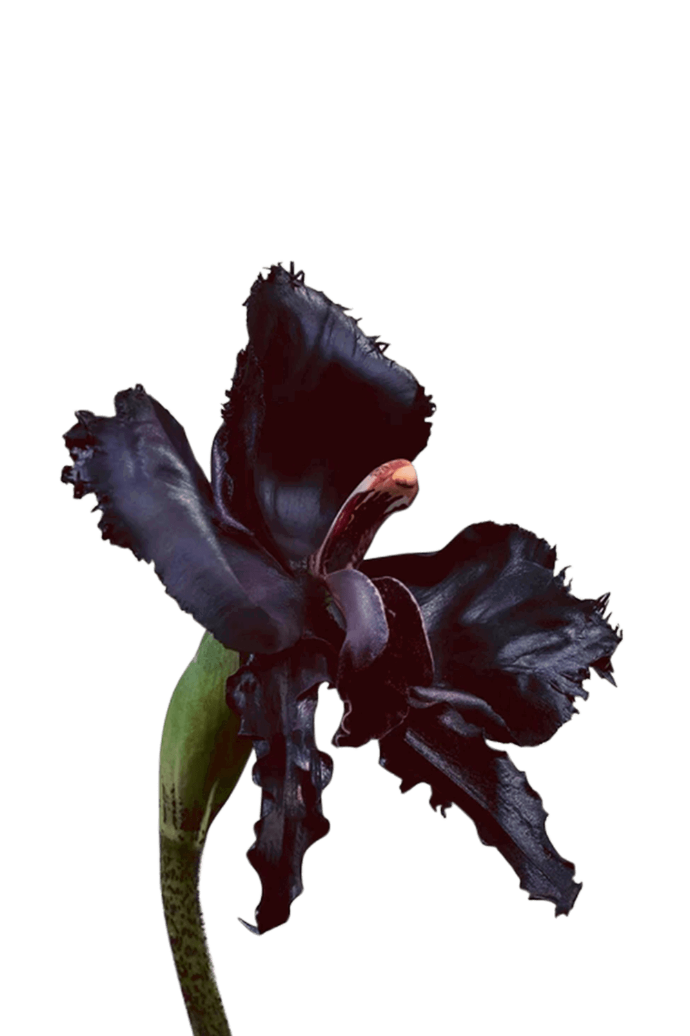 Black Orchid Reserve 100 ML