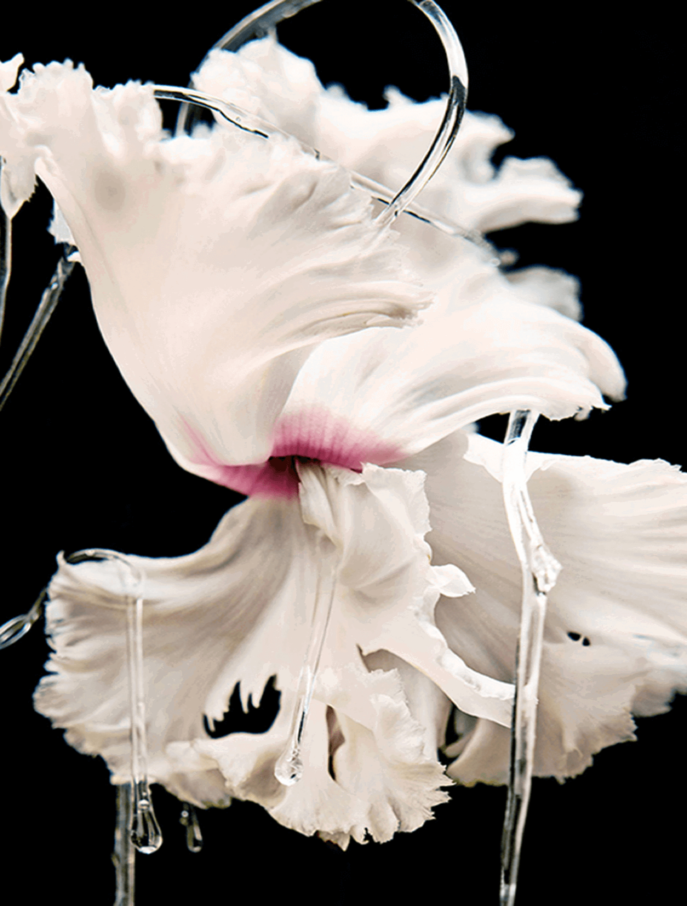 Blanche Absolu de Parfum 100 ML