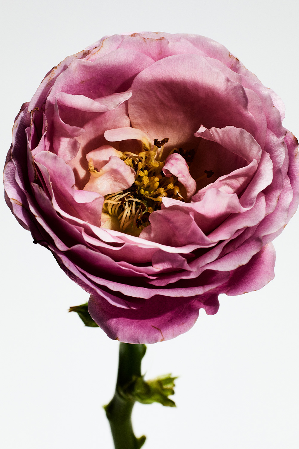 LOEWE UPPM Rosaleda Eau de Parfum 100 ml