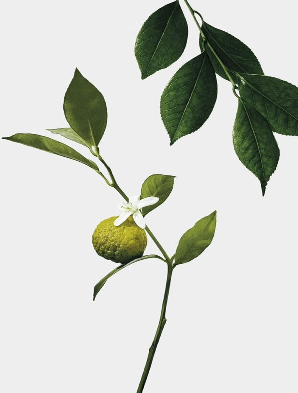 Loewe Midi Earl Grey Scented Candle