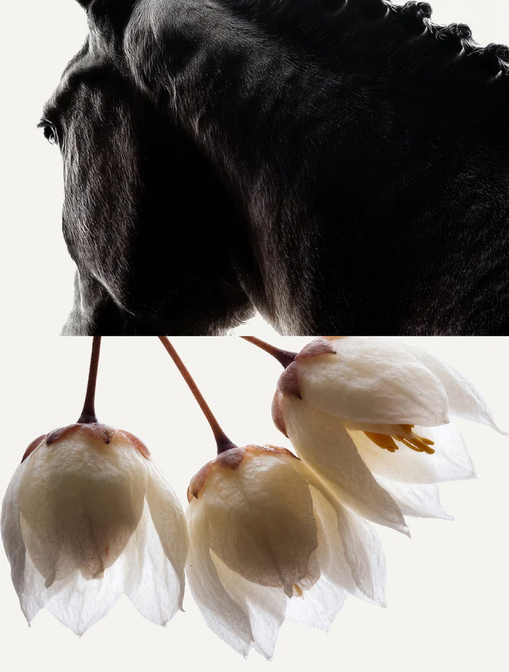 Styrax Eau de Parfum – 100 ml