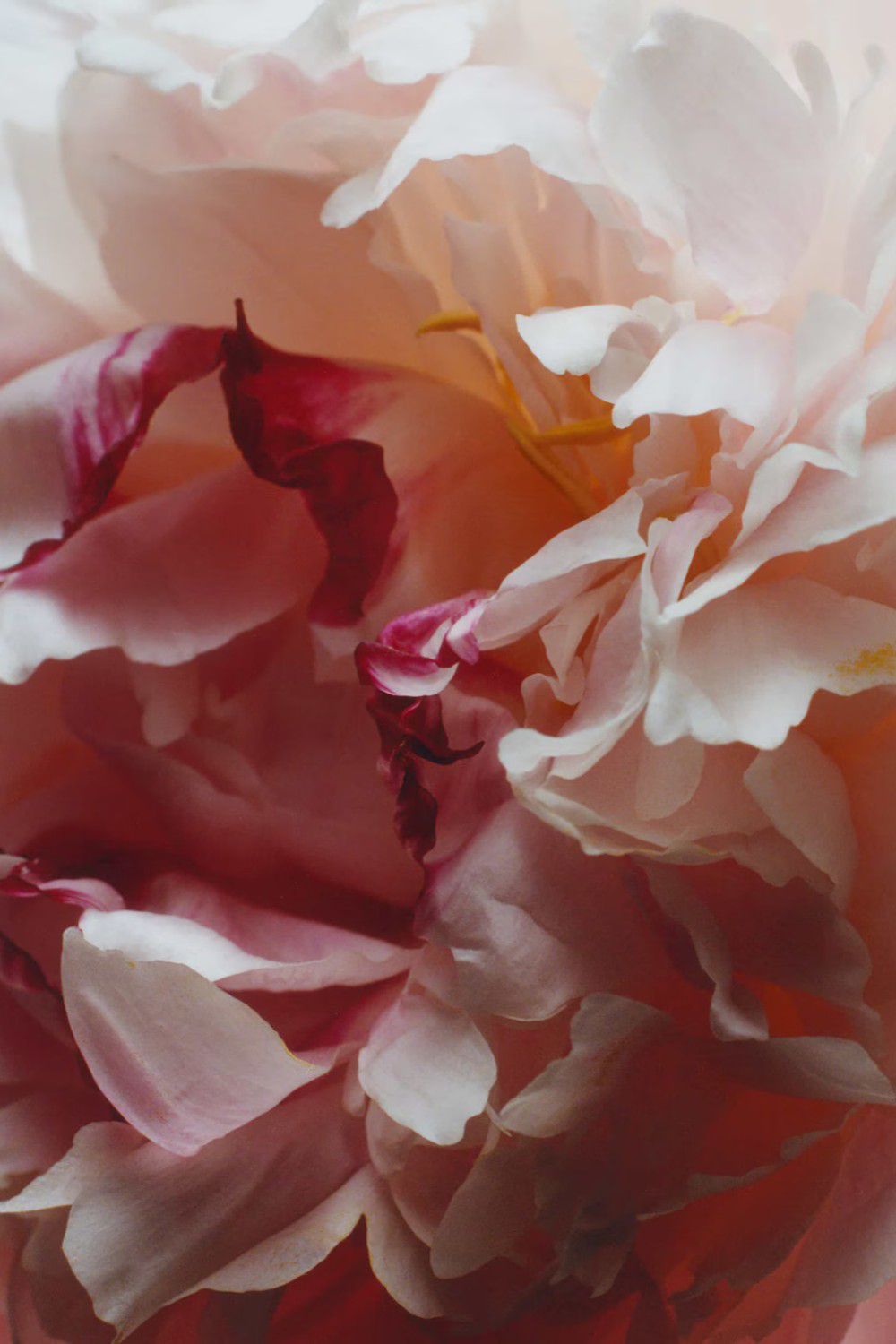 Peony&Blush Suede Body&Hand Wash 250 ML