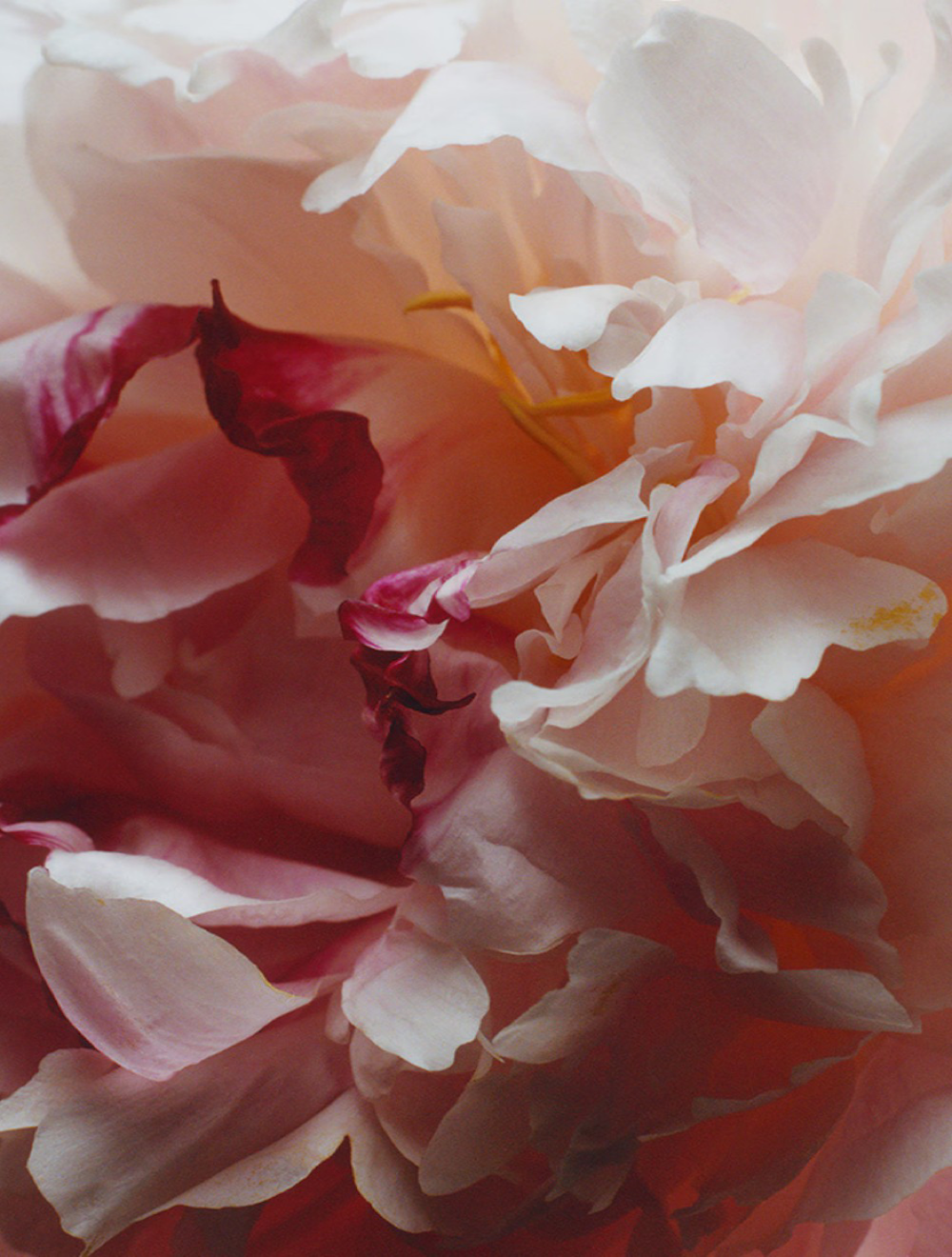 Peony&Blush Suede Cologne 100 ML
