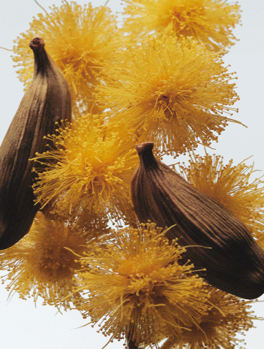 Mimosa&Cardamom Cologne 30 ML