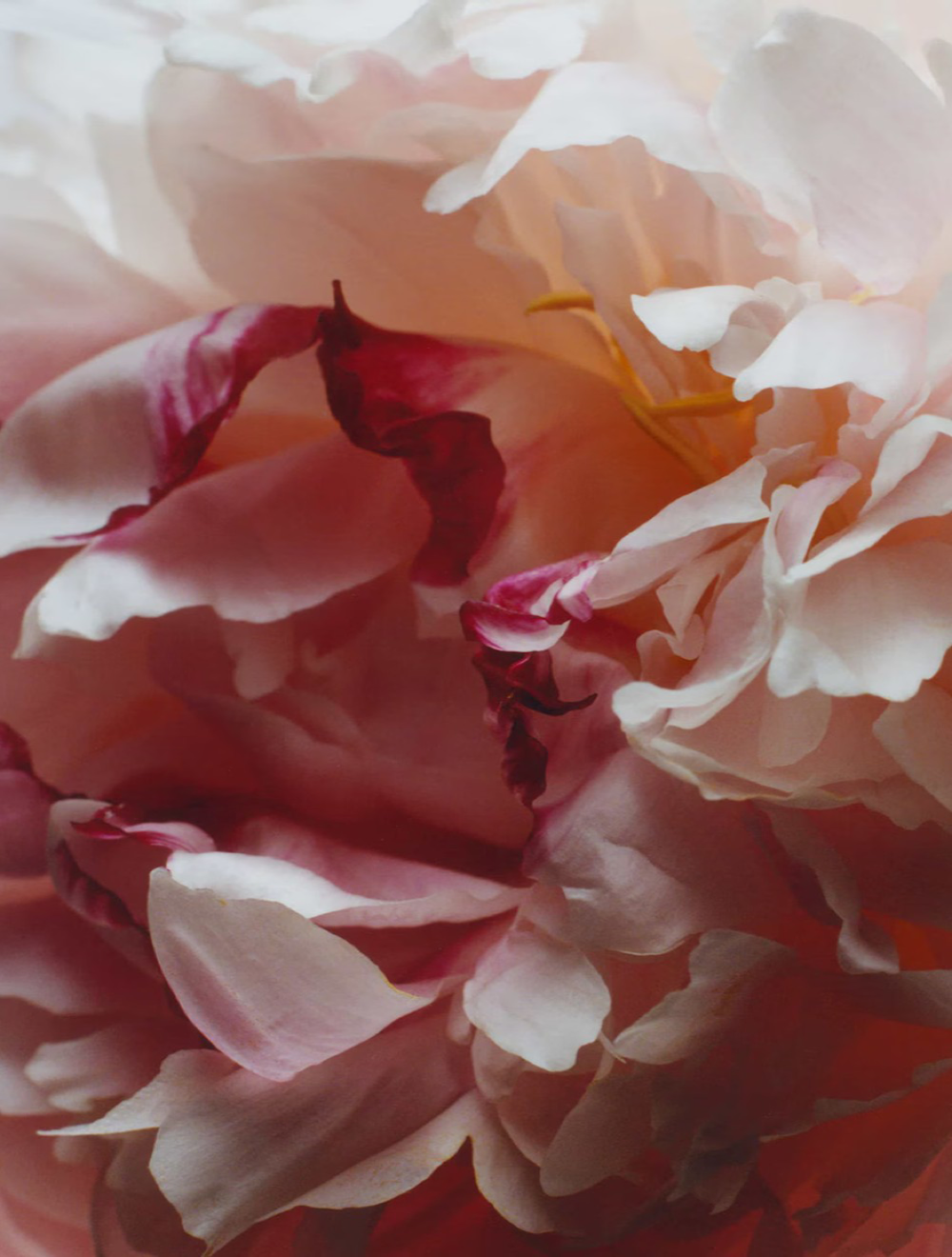 Peony&Blush Suede Diffuser 165 ML