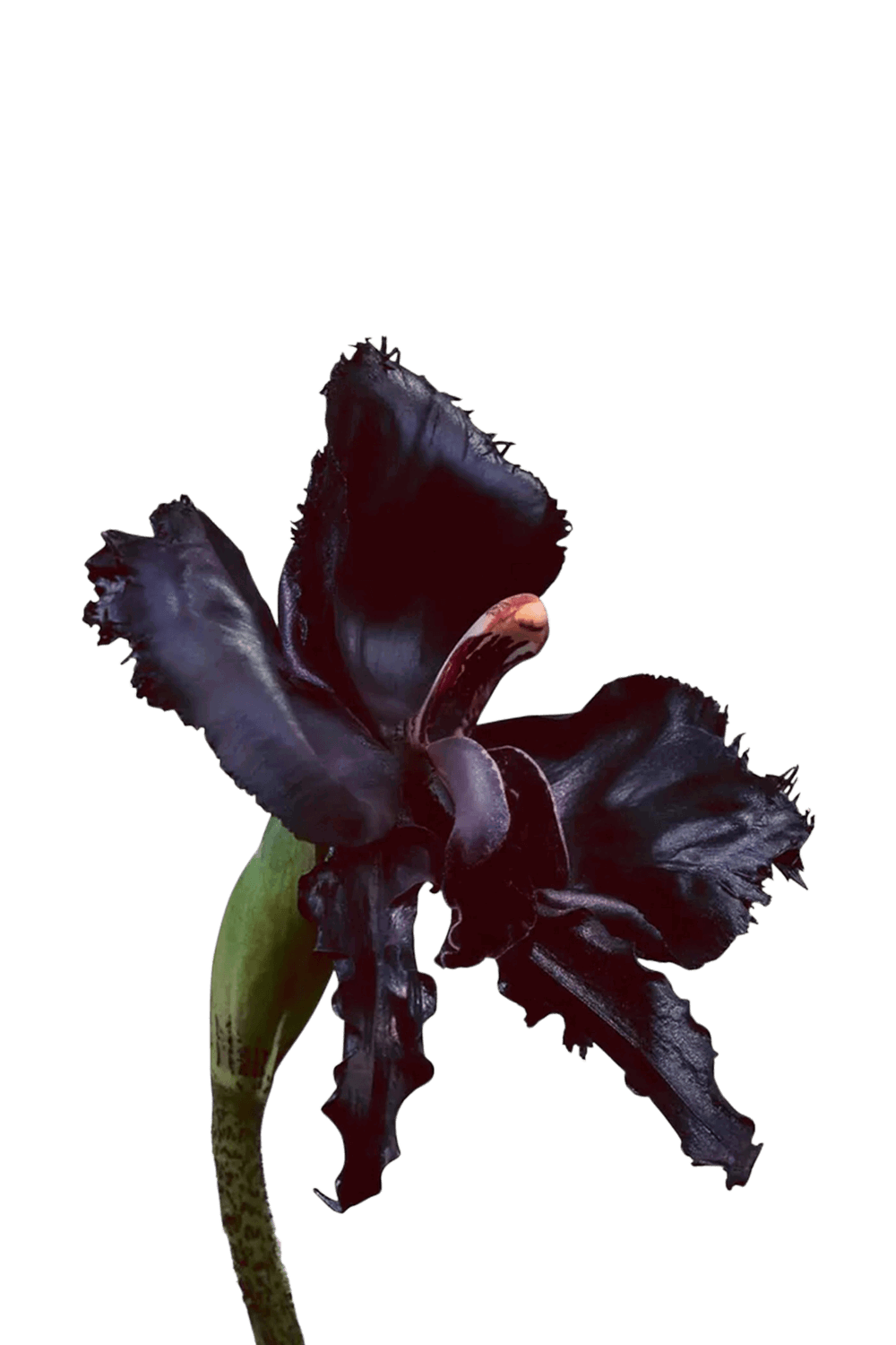 Black Orchid Reserve 50 ML