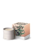 תמונה אחורית של LOEWE Oregano Medium Scented Candle