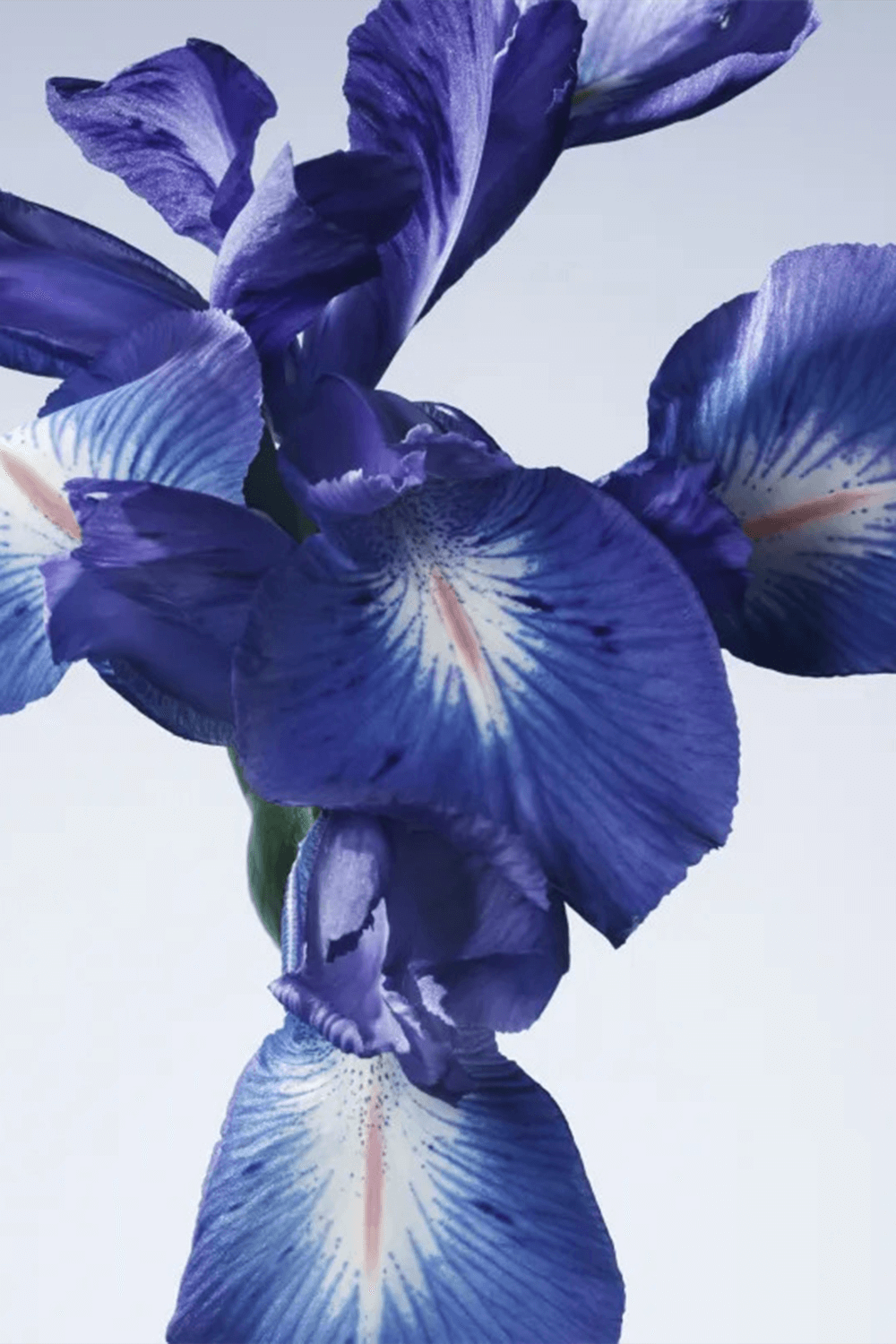 תמונת פנים של Iris Bleu Eau de Toilette V100 ml