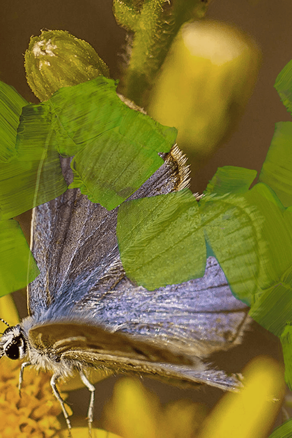 Animalique Eau de Parfum 100 ML