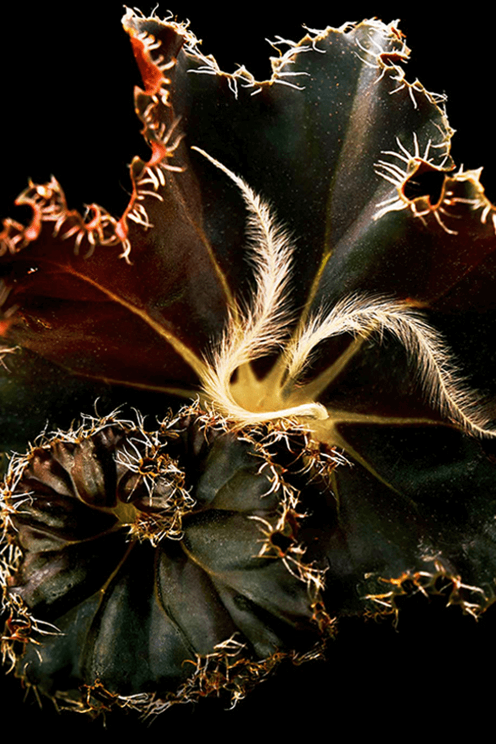 Mojave Ghost Absolu de Parfum 100 ML