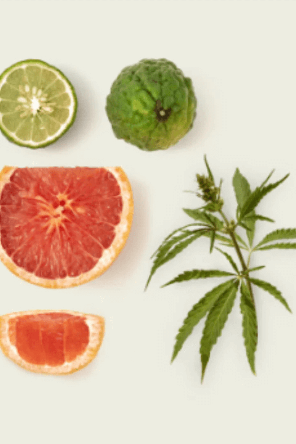 תמונת תקריב של Fugazzi Nocologne 8 ml