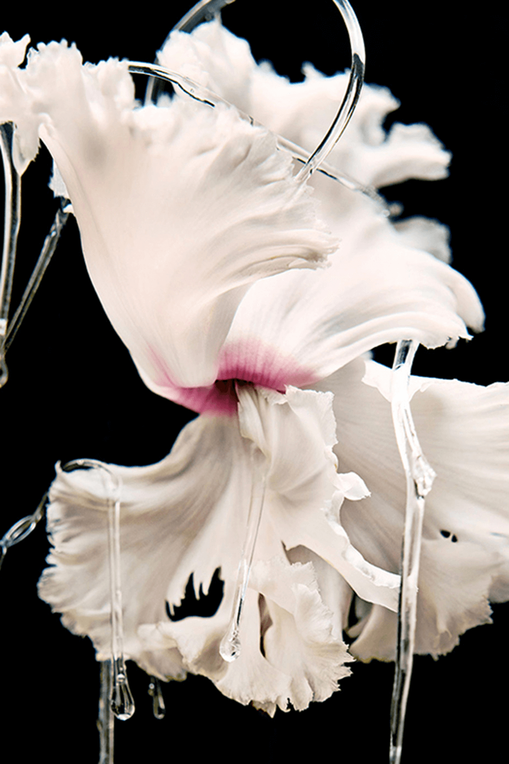 Blanche Absolu de Parfum 50 ML