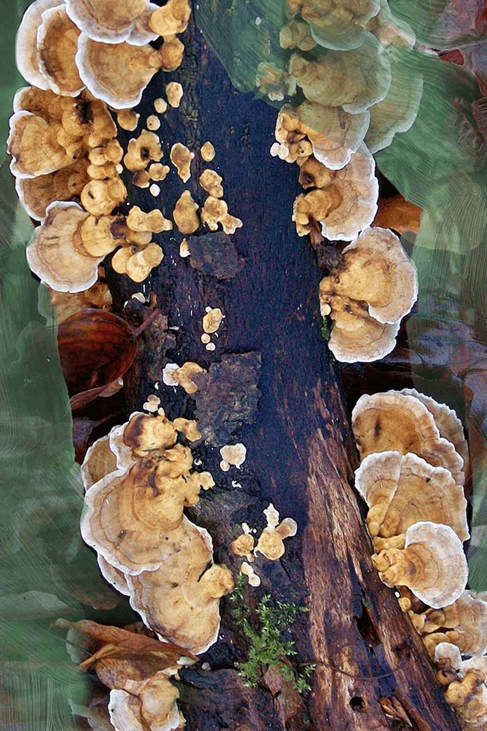 Oud Immortel Eau de Parfum 100 ML