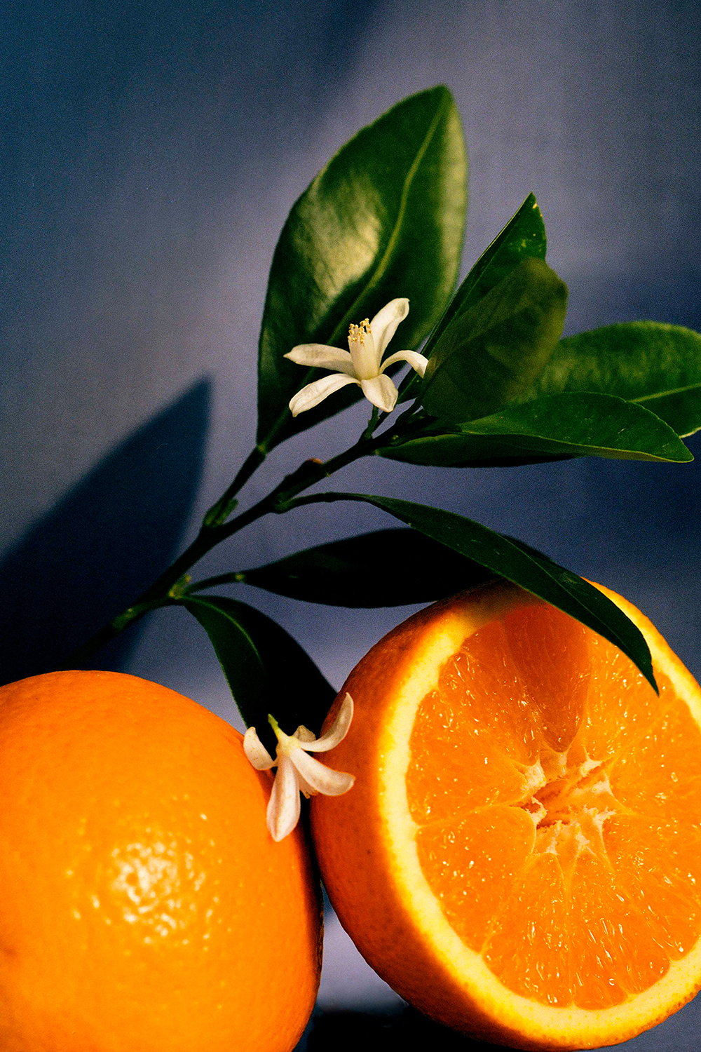 תמונת תקריב של LOEWE Orange Blossom Small Scented Candle