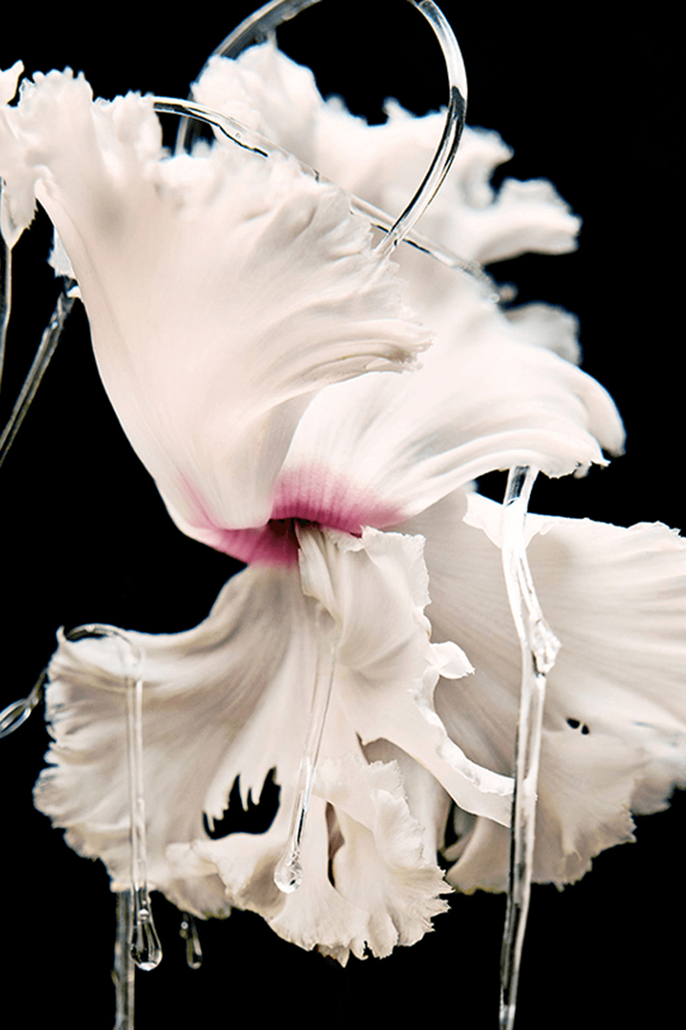 Blanche Absolu de Parfum 100 ML